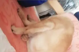 hggchy视频封面