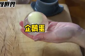 企鹅蛋是透明的？怎么回事？视频封面