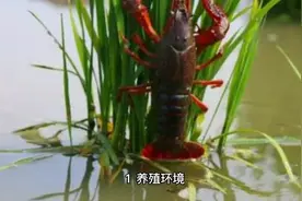 小龙虾养殖法