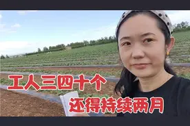 内蒙300亩南瓜田，老板宁愿从千里之外调山东工人，却不用内蒙人视频封面
