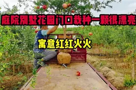 庭院别墅花园门口栽上一棵石榴树，满树的果子，寓意红红火火视频封面