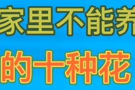 家里不能养的十种花，你家里有吗视频封面