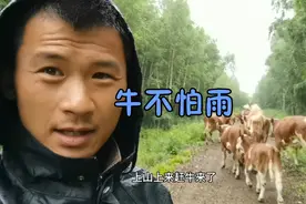 养点牛是真遭罪啊，牛肉吃着是挺香，给你群牛你会养牛么？视频封面