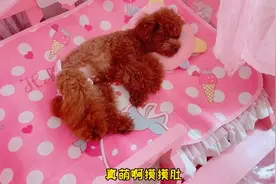 老姑给嘟嘟换了尿不湿，嘟嘟马上跑到床上去睡觉！视频封面