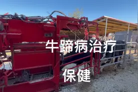 牛蹄病治疗，保健，国产式修牛蹄子视频封面