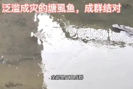 深圳龙华河边泛滥成灾的塘虱鱼和罗非鱼 ，成群结队的觅食视频封面
