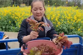 长在树上的蔬菜，闻着很臭吃起来却很香，城里人花钱都要买着吃视频封面