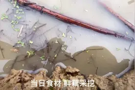 店里需要鲜藕，父亲帮忙采挖。挖藕看似简单，实际是一门技术活视频封面