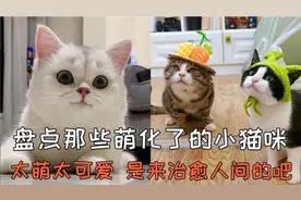 盘点36个萌化了的小猫咪，太萌太可爱了，是来治愈人间的吧！视频封面