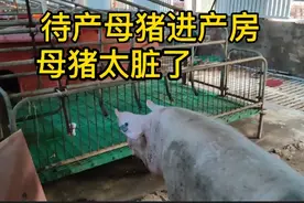 小伙猪场的母猪从配种到上产床都不打扫圈舍，网友羡慕，猪养的好视频封面