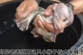 看看印尼老表如何把小猴子放生大孜然视频封面