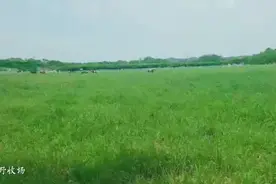 距成都最近的牧场，德阳原野牧场视频封面