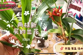 小爽的趣味兰花-咖啡兰和香水美人文心兰，到家装盆和第一次浇水视频封面