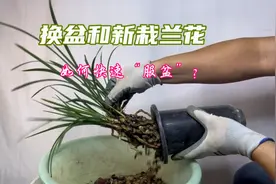 如何让新栽和换盆兰花快速“服盆”？只需注意4点！赶紧看看视频封面