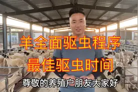 羊全面驱虫程序 羔羊最佳驱虫时间，种羊养殖场黑头杜泊绵羊视频封面