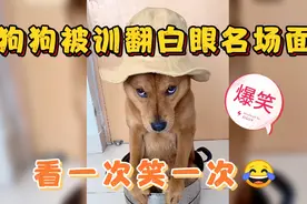 狗狗被训狗翻白眼合集，明白一切就意味着蔑视一切，拯救不开心！视频封面