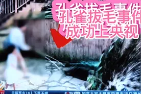 孔雀拔毛事件成功上央视视频封面
