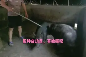 配种过后的母猪，竟然和公猪撕咬把它们强行分开，母猪还不乐意走视频封面