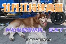 牡丹江持续高温36度，阿拉斯加雪橇狗，受不了了，直接卧倒视频封面