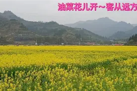 油菜花儿开～客从远方来视频封面