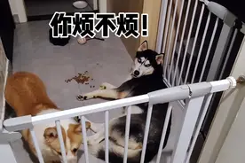 主人企图趁哈士奇睡觉的时候踩二哈一脚，傻狗吓得一整晚都没睡！视频封面