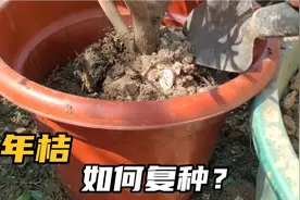 年桔并非是一次性植物，教你如何修剪换盆，跟着做春节不用买了视频封面