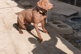 霸气侧漏的巨比特犬！哇偶！帅气！视频封面