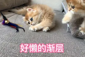 家里的五只长毛金渐层猫，每只都比较有特点，你们会喜欢哪只呢视频封面