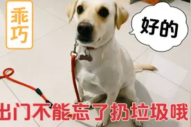 狗狗太懂事了，每天出门都帮主人扔垃圾，还逗主人开心视频封面