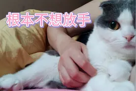 把松松软软的小猫咪搂入怀里是种什么体验视频封面