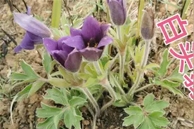 在坟地里生长着一颗罕见的植物，经查证才知道它的药用价值极高视频封面