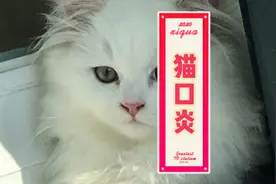 猫口炎千万别再直接全口拔牙了，其实几种常见小药就可以治好视频封面