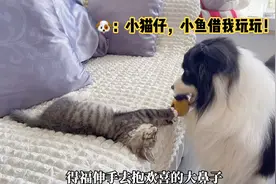 看我家边牧是如何抢走小奶猫玩具的视频封面