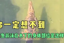 你一定想不到鳄鱼游泳在水下的身体部位是这样的。视频封面