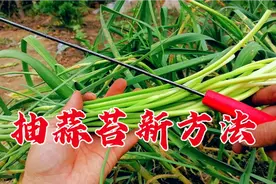 抽蒜苔神器见过吗？提蒜苔高效快捷，不伤蒜杆蒜头结大高产，学学