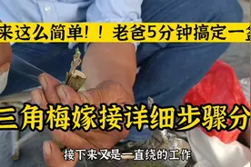 三角梅嫁接步骤详细介绍，原来真的挺简单！！新手可以尝试这方法视频封面