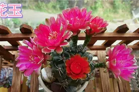 6月15号，怎样才能繁殖绯花玉？视频封面