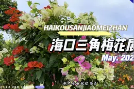 海口三角梅花展#花的海洋#风景音乐视频#2023视频封面