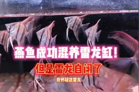 燕鱼成功和雷龙混养在了一起！但是，雷龙貌似被整自闭了！视频封面
