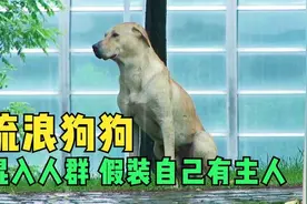 流浪狗每天混入人群假装自己有主人视频封面