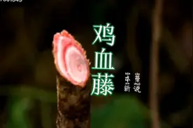 【广西正宗野生鸡血藤老藤中药材泡水泡酒泡脚鸡血藤月经不调贫血