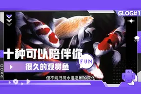 能陪伴你很久的十种观赏鱼视频封面