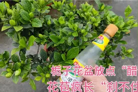 栀子花盆里加点“醋”花苞疯长刹不住，叶子绿出了油，赶紧收藏。视频封面