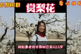 北京大兴梨花节，赏万亩梨花观古梨树群看戏曲表演视频封面