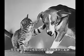 周公解梦之梦见猫视频封面