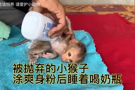 被抛弃的小猴子在新家主人细心的给涂爽身粉后睡着姿势喝奶瓶视频封面
