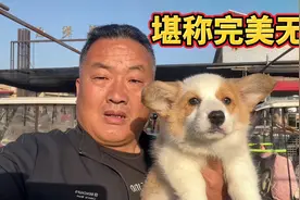 三个月的柯基七白三通，颜值堪称完美无缺，亮哥抱在怀中如获至宝视频封面