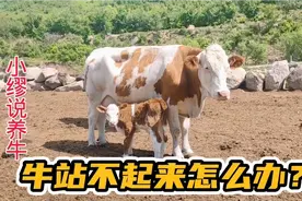 牛站不起来怎么办？