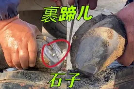 黑驴甩脚走路疲惫不堪，裹蹄嵌石子壳肉相连，修蹄喂三月赚一千！视频封面