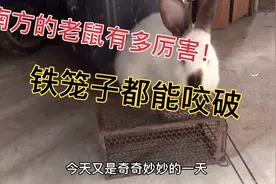 南方的老鼠太厉害了，铁笼子都能咬破，断尾跑啦，大家有见过吗？视频封面
